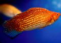 Akvaryum Balıkları Sailfin Molly, Poecilia velifera kırmızı fotoğraf