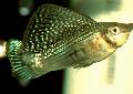 Акваријумске Рибице Саилфин Молли, Poecilia velifera зелена фотографија