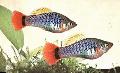 τα ψάρια ενυδρείου Papageienplaty, Xiphophorus variatus Ασήμι φωτογραφία