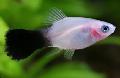 Акваріумні рибки Пецілія Багатобарвна (Пецілія Мінлива, Платіпецілія Багатобарвна) Фото