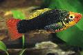 Akvarijní Ryby Papageienplaty, Xiphophorus variatus Černá fotografie