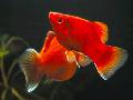 Акваріумні Рибки Пецілія Плямиста (Платіпецілія), Xiphophorus maculatus, Platypoecilus maculatus Червоний Фото
