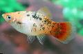 Акваріумні рибки Пецілія Плямиста (Платіпецілія) Фото