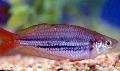 Rainbowfish Naine