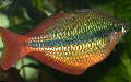 Vorstelijke Rainbowfish