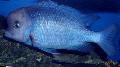 蓝海豚慈鲷，moorei鲷
