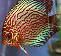 Акваріумні рибки Дискус Червоний (Дискус Помпадур, Дискус Хеккеля) Фото