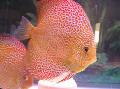 τα ψάρια ενυδρείου Κόκκινο Δισκοβολία, Symphysodon discus Στίγματα φωτογραφία