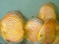 Akvarijní Ryby Red Discus, Symphysodon discus Žlutý fotografie