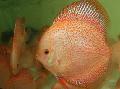 τα ψάρια ενυδρείου Κόκκινο Δισκοβολία, Symphysodon discus Ροζ φωτογραφία