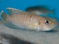 Акваријумске Рибице Неолампрологус Бревис, Neolamprologus brevis браон фотографија