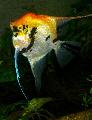 Akvarijné Ryby Angelfish Scalare fotografie