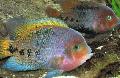 Aquarium Fish Cichlasoma synspilum Motley Photo