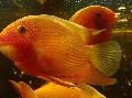 Aquarium Fish Severum, Cichlasoma severum, Heros serverus Red Photo