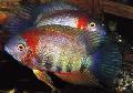 Акваріумні рибки Цихлазома Северум (Дискус Помилковий) Фото