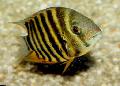 Aquarium Fish Severum, Cichlasoma severum, Heros serverus Striped Photo