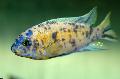 τα ψάρια ενυδρείου Μαλάουι Όνειρο, Labeotropheus fuelleborni Στίγματα φωτογραφία