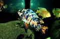 Акваріумні рибки Ціхліда-Тапір (Лабеотрофеус Фуеллеборна) Фото