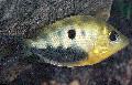 观赏鱼 橙色Chromide, Etroplus maculatus 斑 照