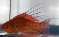 Akvaryum Balıkları Filamented Flaşör-Wrasse, Paracheilinus filamentosus kırmızı fotoğraf