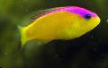 Akvaariumikala Lilla Triibuga Dottyback, Pseudochromis diadema kollane Foto