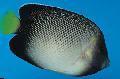 Akvaryum Balıkları Apolemichthys Xanthotis fotoğraf