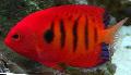 Akvārija Zivis Liesma Angelfish, Centropyge loricula svītrains Foto