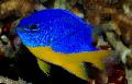 Аквариумные рыбки Хризиптера желто-голубая (Хризиптера желтобрюхая) Фото