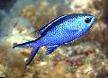 Aquarium Fish Chromis Blue Photo