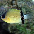 Akvarijní Ryby Chromis Žlutý fotografie
