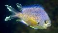 Aquarium Fish Chromis Gold Photo