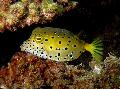 Akvariefiskar Cubicus Boxfish, Ostracion cubicus Spotted Fil