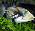 Humu Πικάσο Triggerfish