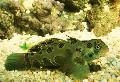 Opazila Zeleno Mandarin Ribe, Synchiropus picturatus zelen fotografija