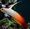 Pesci d'Acquario Firefish, Nemateleotris magnifica Eterogeneo foto