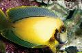 Aquarium Fish Mimic Lemon Peel Tang, Acanthurus pyroferus Yellow Photo