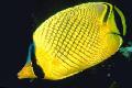 Rácsos Butterflyfish