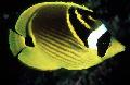 Vaskebjørn Butterflyfish