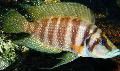 观赏鱼 积雨云鲷, Altolamprologus calvus 条纹 照