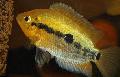 τα ψάρια ενυδρείου Ουράνιο Τόξο Κιχλίδες, Herotilapia multispinosa Χρυσός φωτογραφία