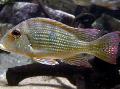 Аквариумные Рыбки Геофагус суринамский, Geophagus surinamensis полосатый Фото