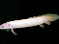 Akvariefisk Cuvier Bichir, Polypterus senegalus Hvid Foto