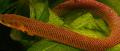 Reedfish, Erpetoichthys calabaricus Brown Photo
