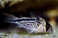 Akvariefisk Corydoras Loxozonus flekket Bilde