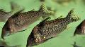 観賞魚 コリドラスPunctatus, Corydoras punctatus スポッティング フォト