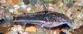 Аквариумные Рыбки Склеромистакс лацердаи, Scleromystax lacerdai полосатый Фото