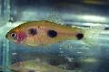 Aquarium Fish Barbus candens Spotted Photo