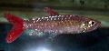Аквариумни Риби Pinktail Chalceus, Chalceus macrolepidotus Сребро снимка