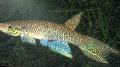 Акваријумске Рибице Апхиолебиас, Aphyolebias браон фотографија