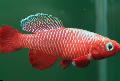 Akvaryum Balıkları Nothobranchius kırmızı fotoğraf